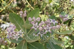 Calotropis gigantea